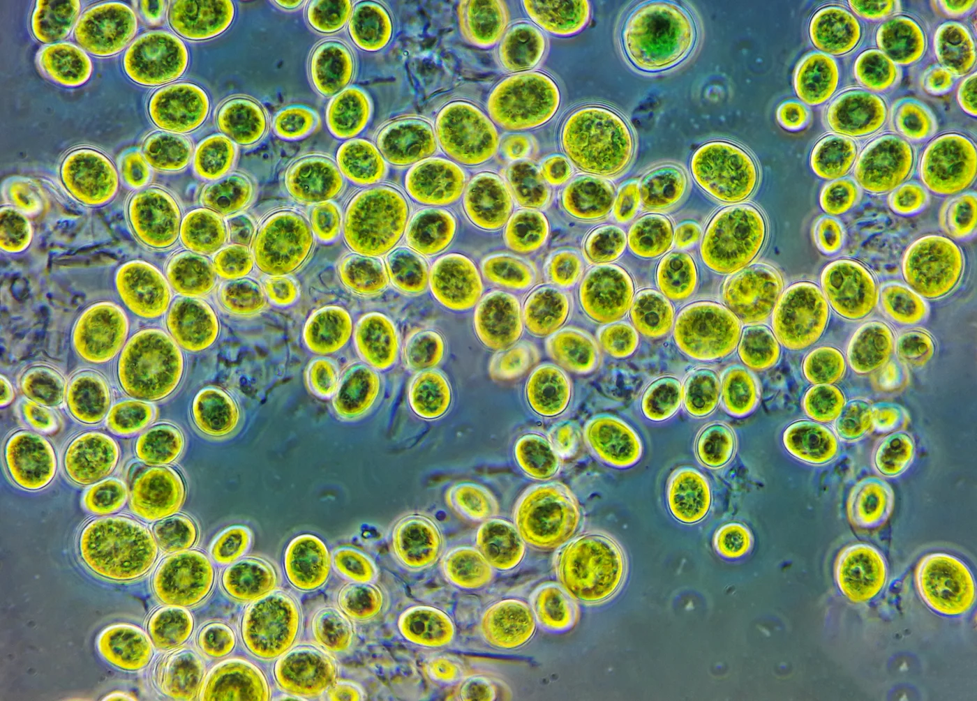 Cellules de chlorelle observées au microscope optique, sphères vertes de quelques micromètres
