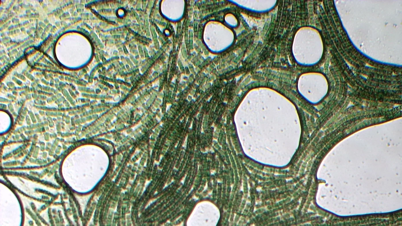 Filaments hélicoïdaux de spiruline observés au microscope optique